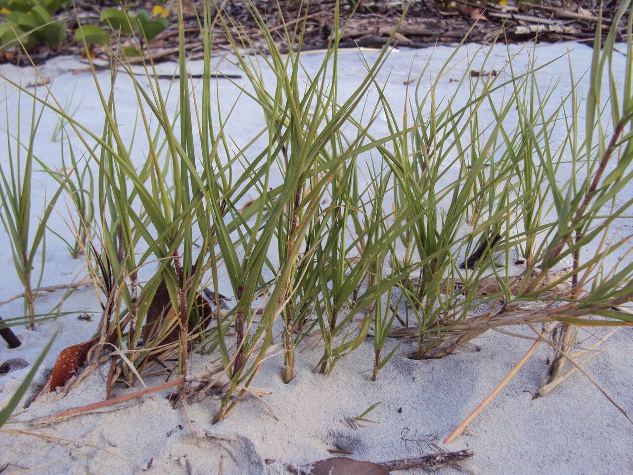 Sporobolus virginicus habit