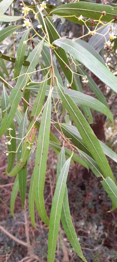 Nectandra angustifolia — related species from the same genus