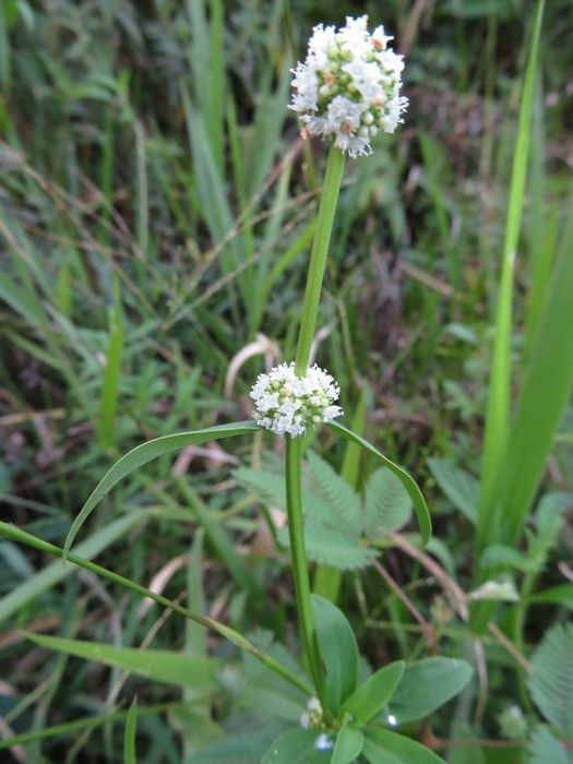 Spermacoce latifolia flower