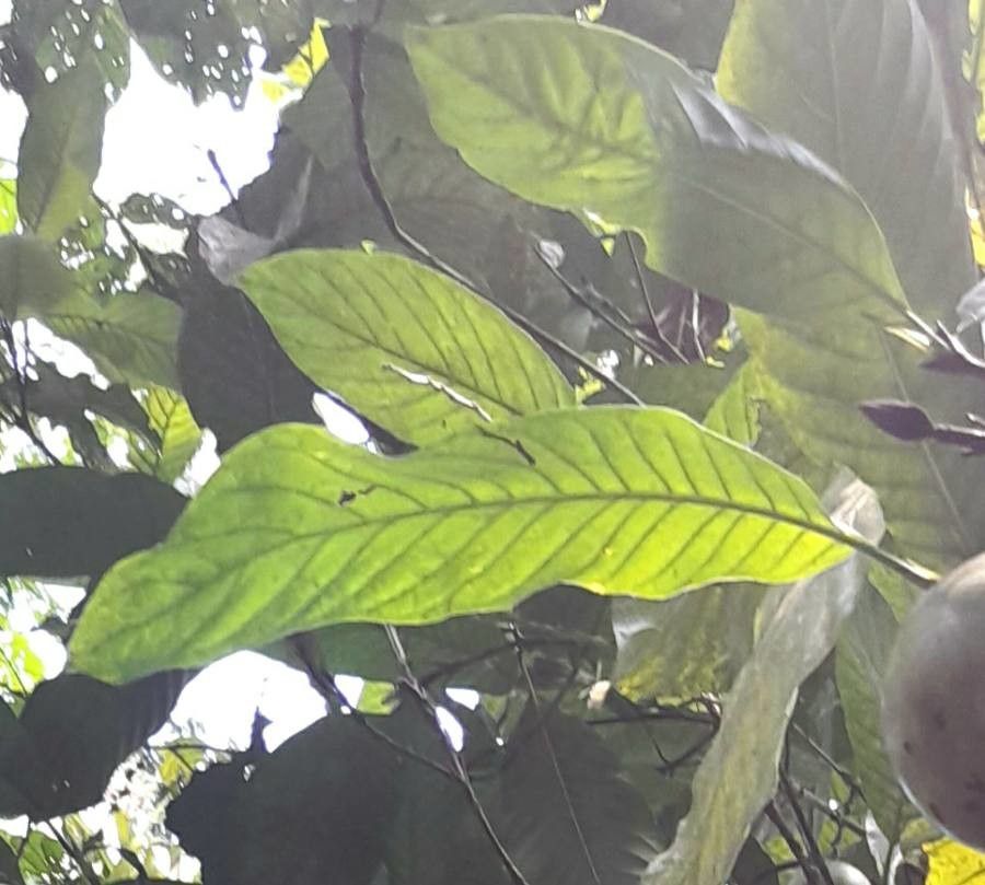 Alibertia patinoi — search result for 'Panama'