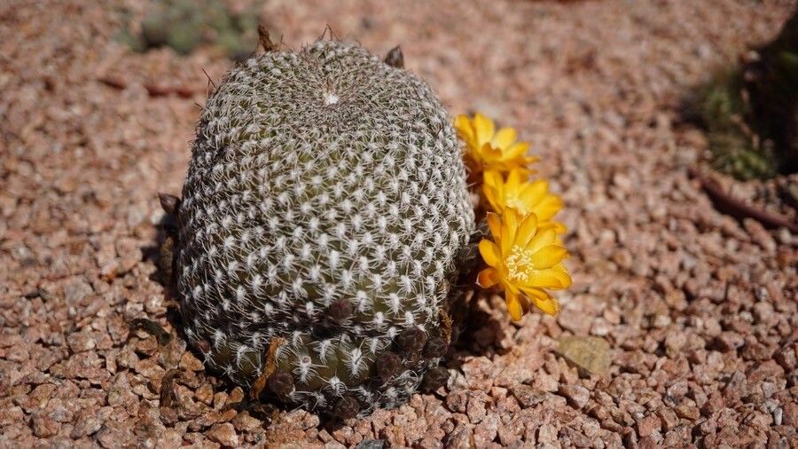 Sulcorebutia arenacea flower