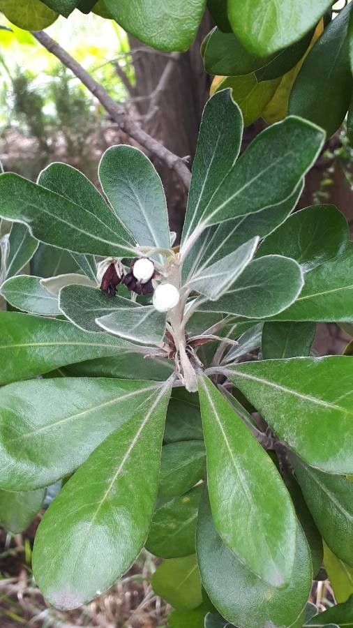 Pittosporum crassifolium flower