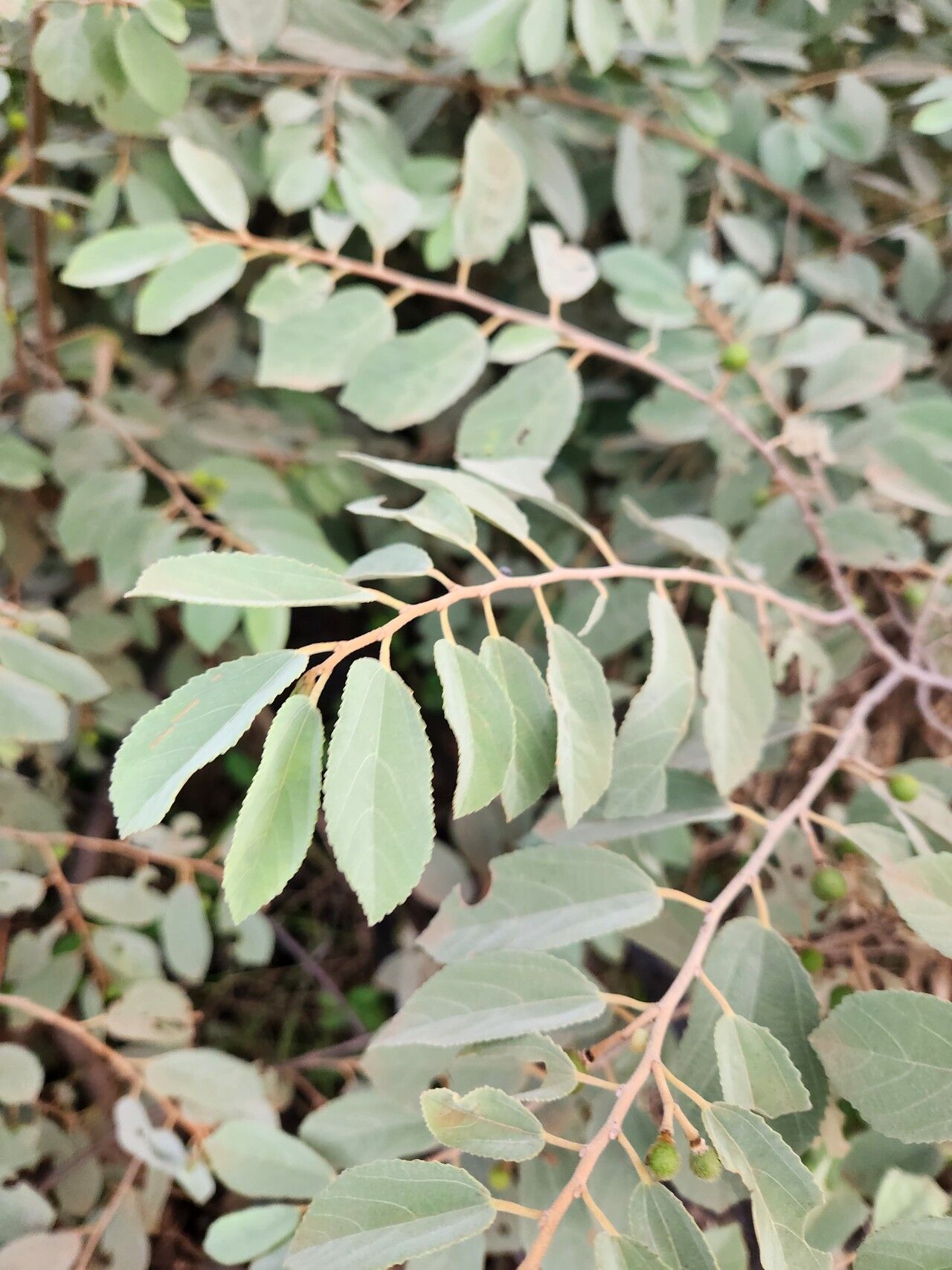 Grewia velutina leaf