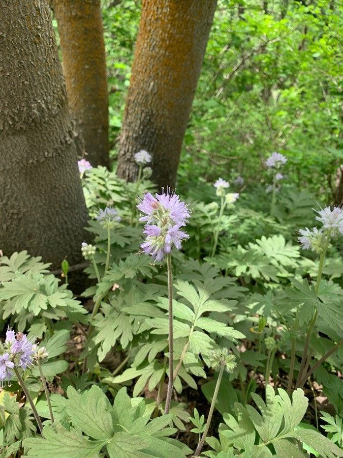 Hydrophyllum occidentale flower