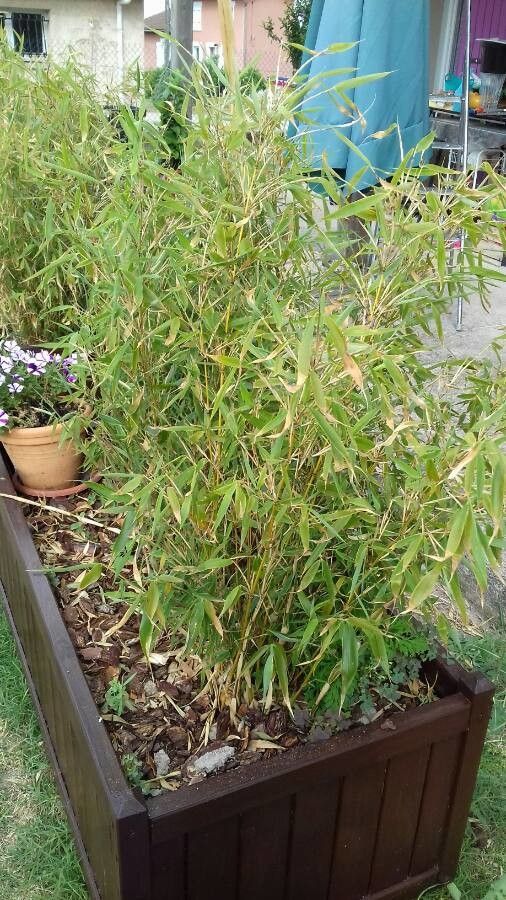 Fargesia robusta habit