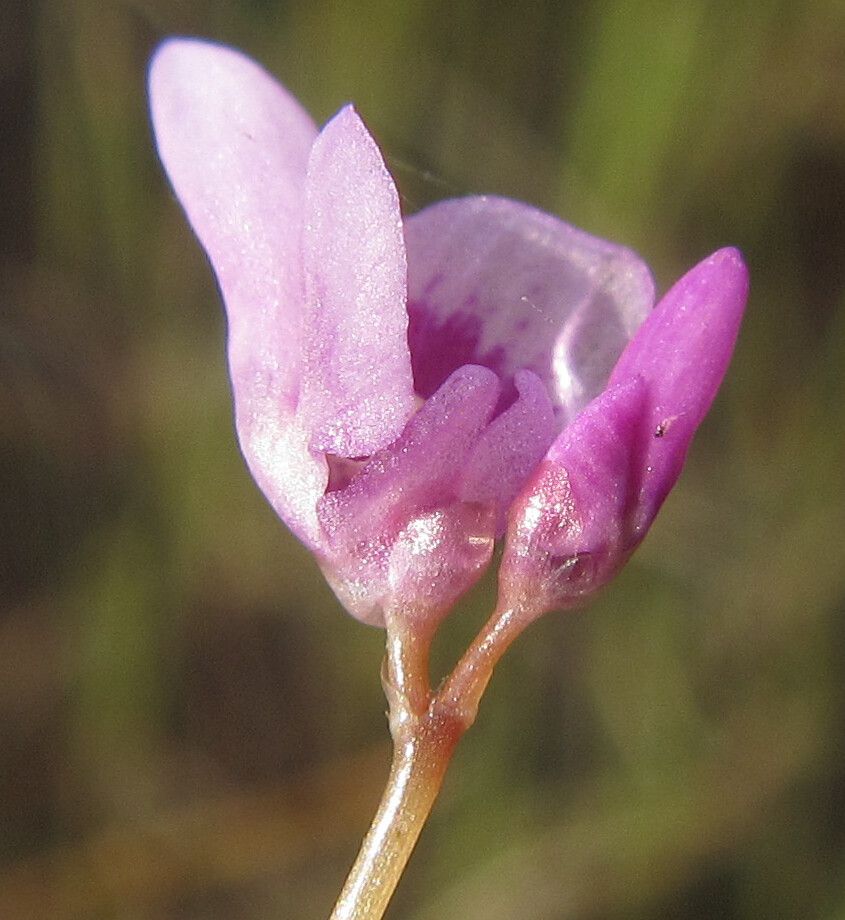 Utricularia benjaminiana flower