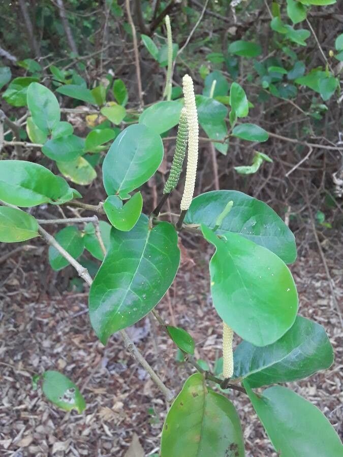 Piper tuberculatum flower