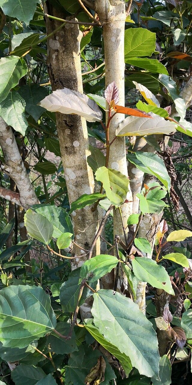 Ficus fistulosa bark