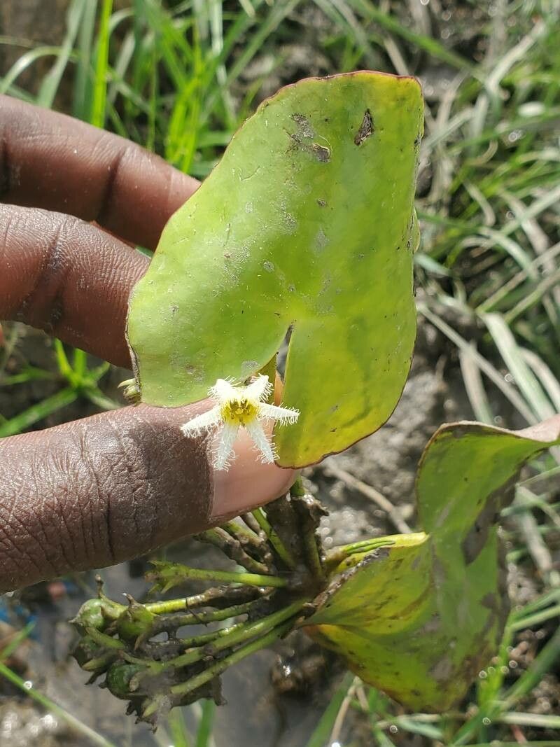 Nymphoides senegalensis flower
