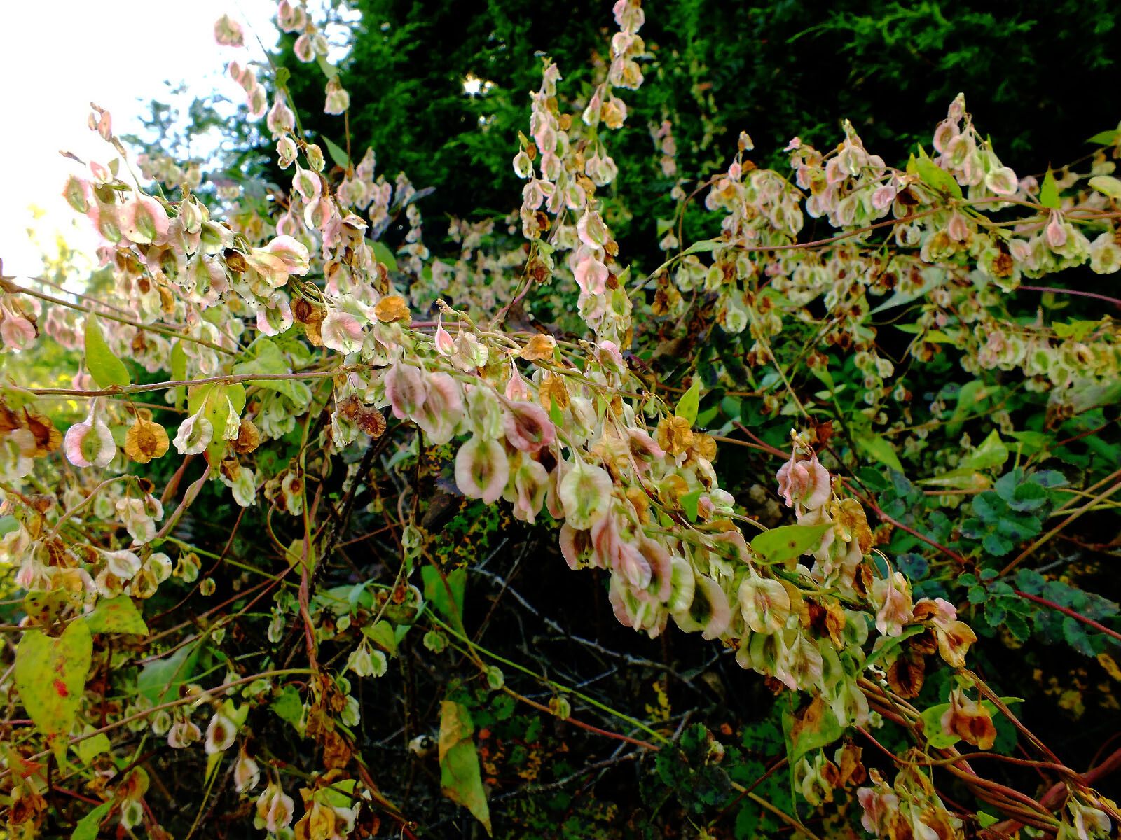 Rumex sagittatus habit
