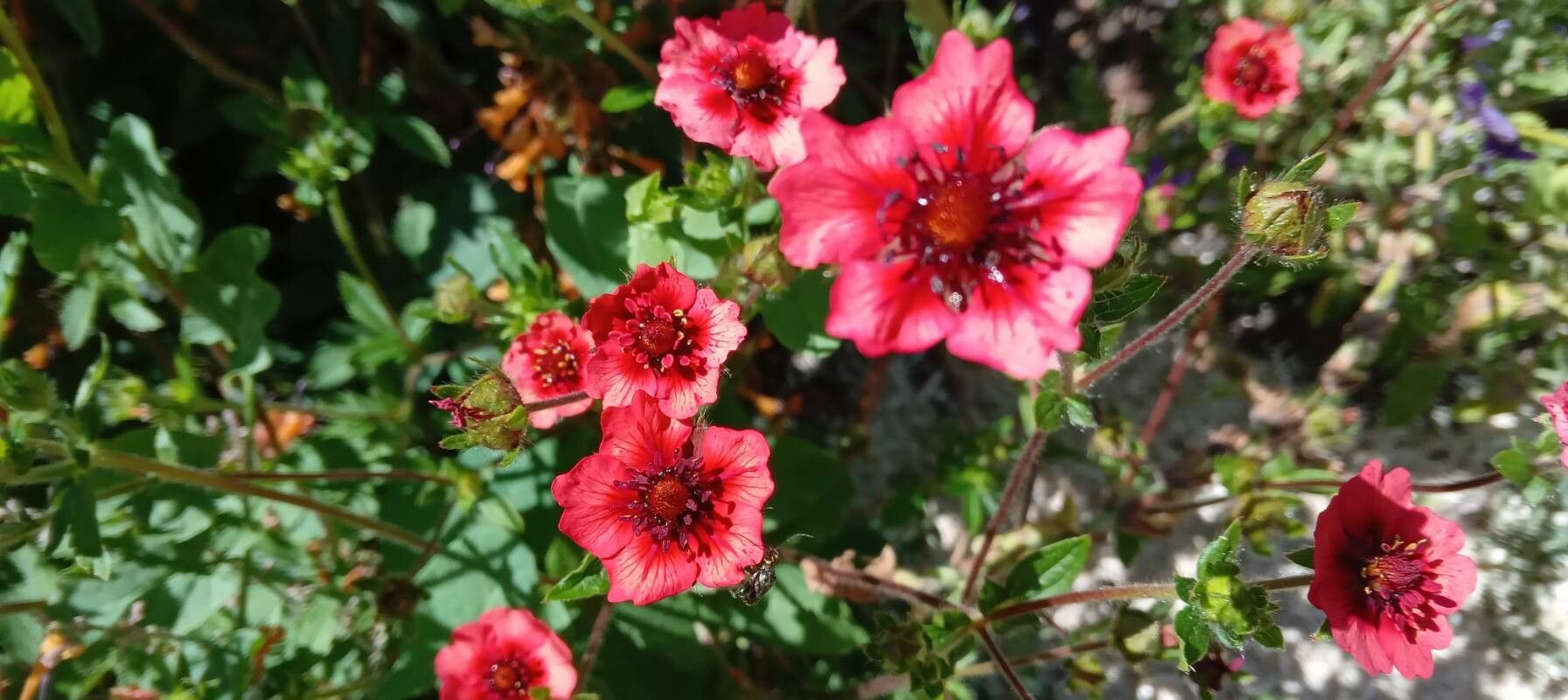 Potentilla nepalensis flower