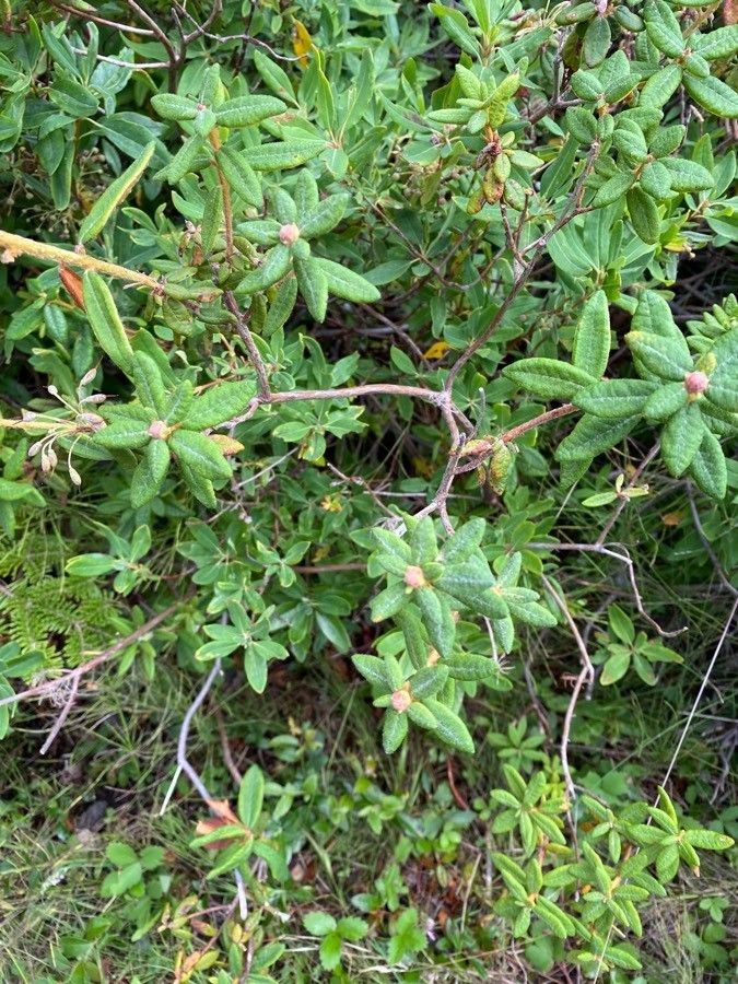 Rhododendron canadense leaf