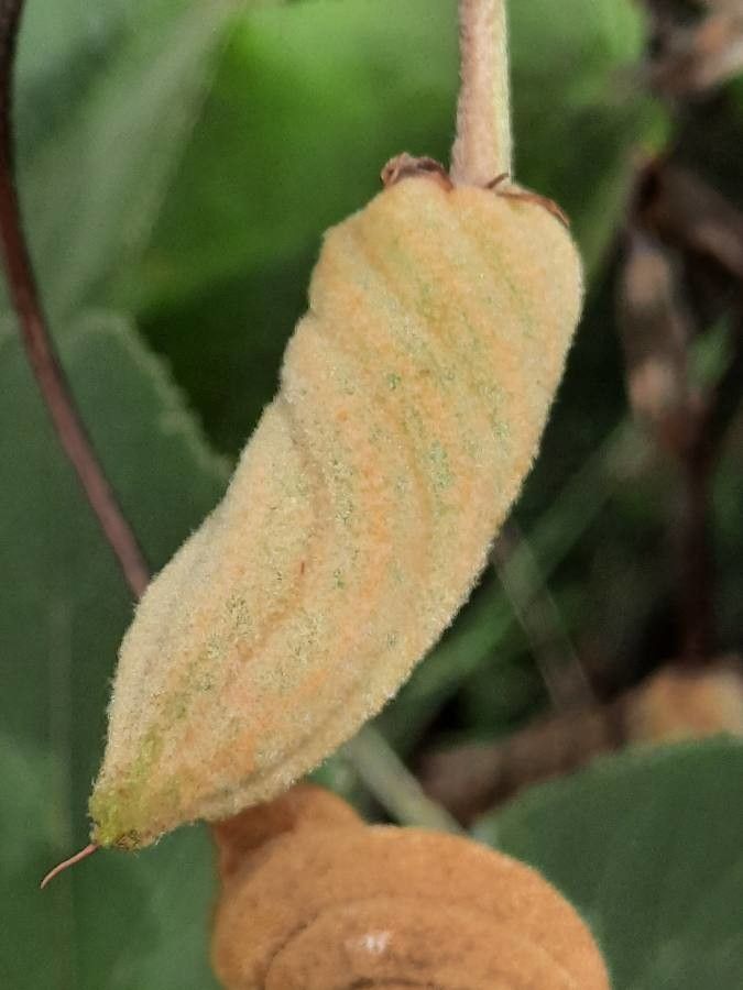 Helicteres baruensis fruit