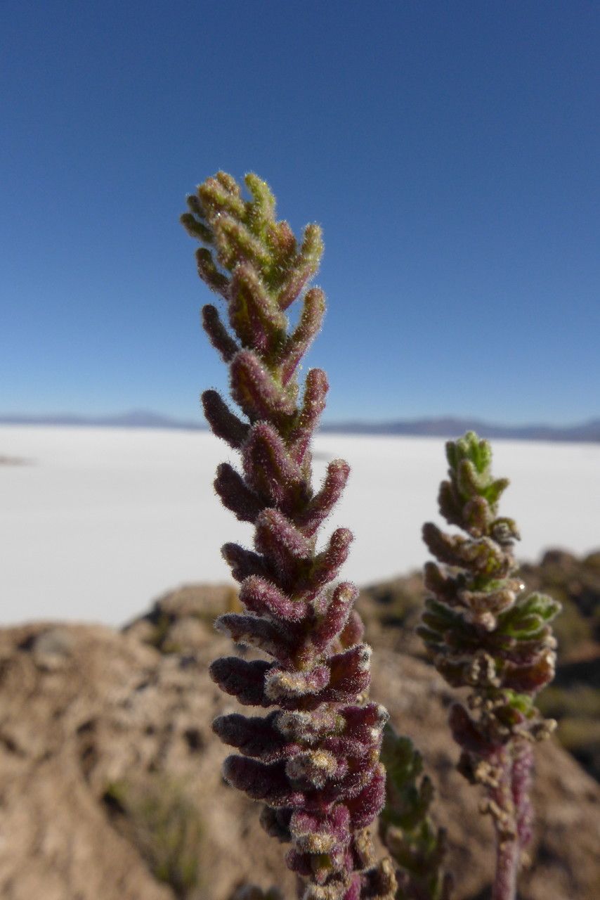 Bartsia peruviana — search result for 'Bartsia'