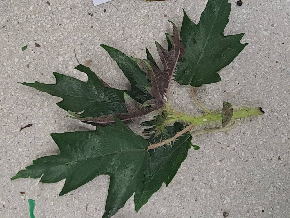 Laportea ruderalis leaf