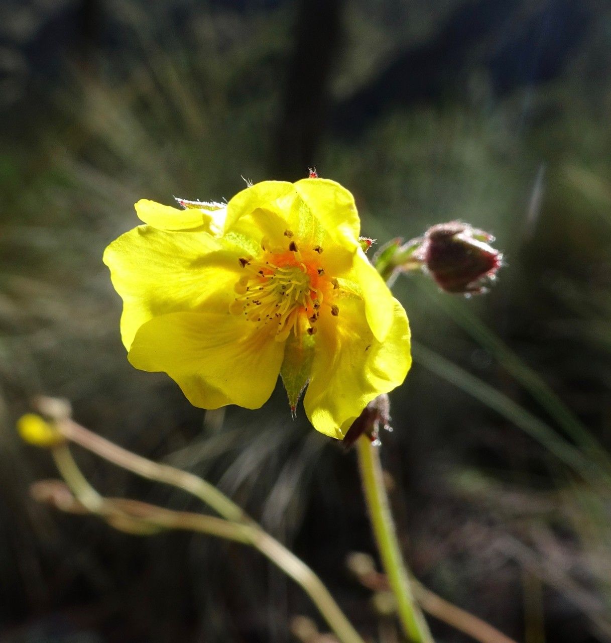 Potentilla ranunculoides flower