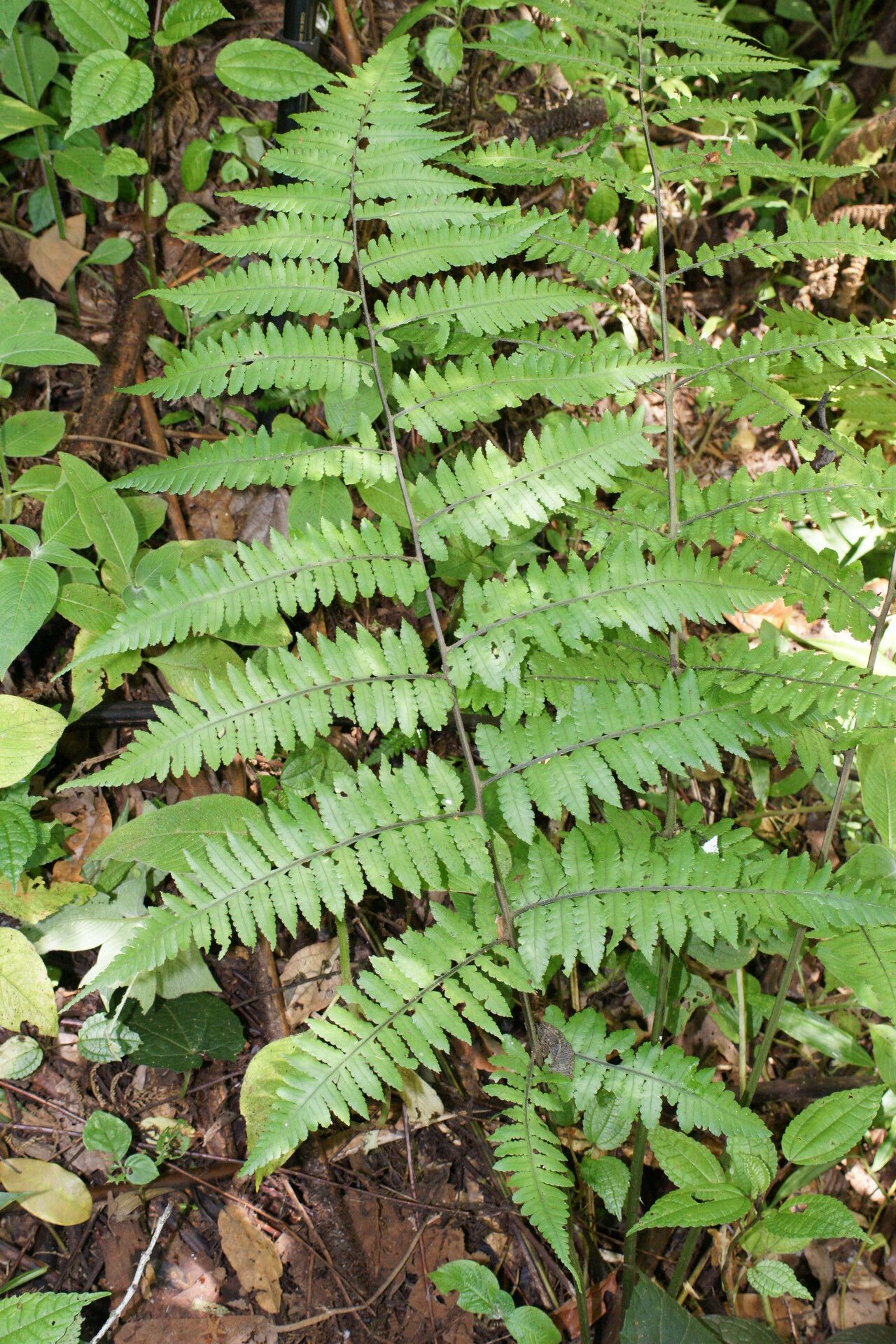 Deparia parvisora — houseplant care guide