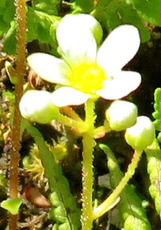 Saxifraga conifera flower