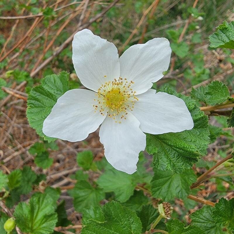 Rubus deliciosus flower