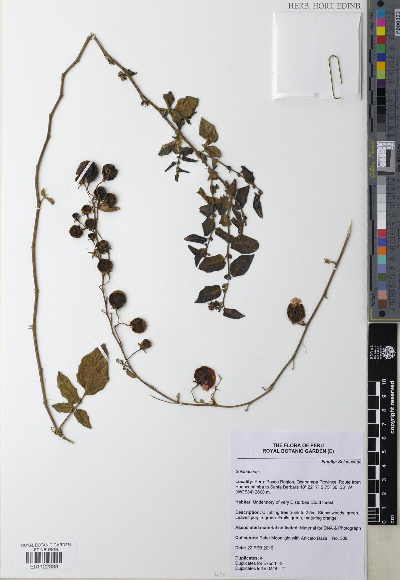 Solanum baretiae — houseplant care guide