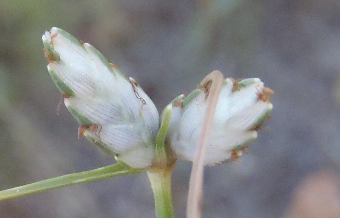 Cyperus margaritaceus flower