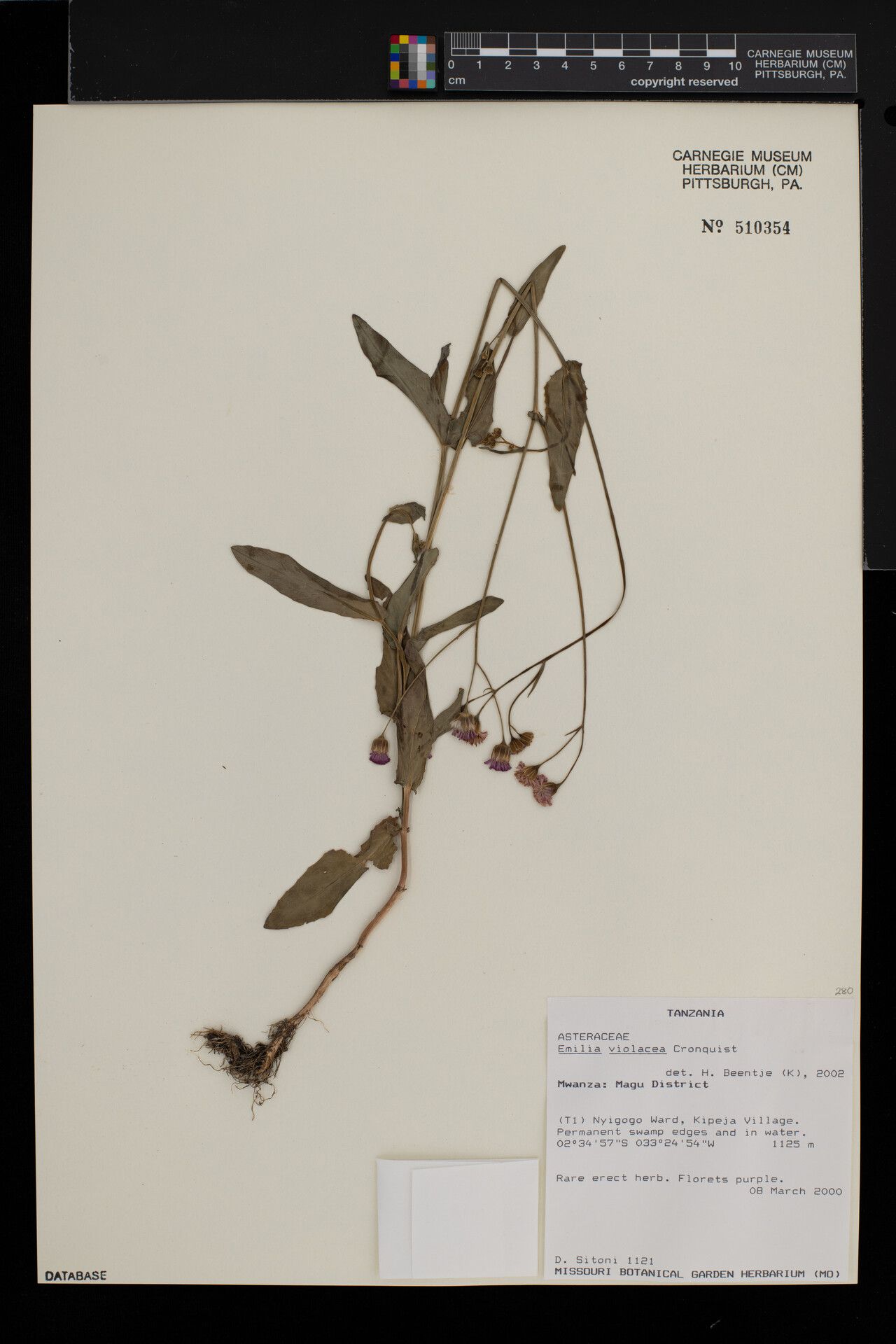 Emilia violacea — search result for 'Emilia'