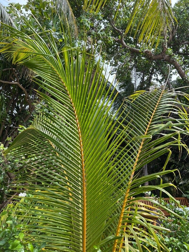 Metroxylon sagu — related species from the same genus