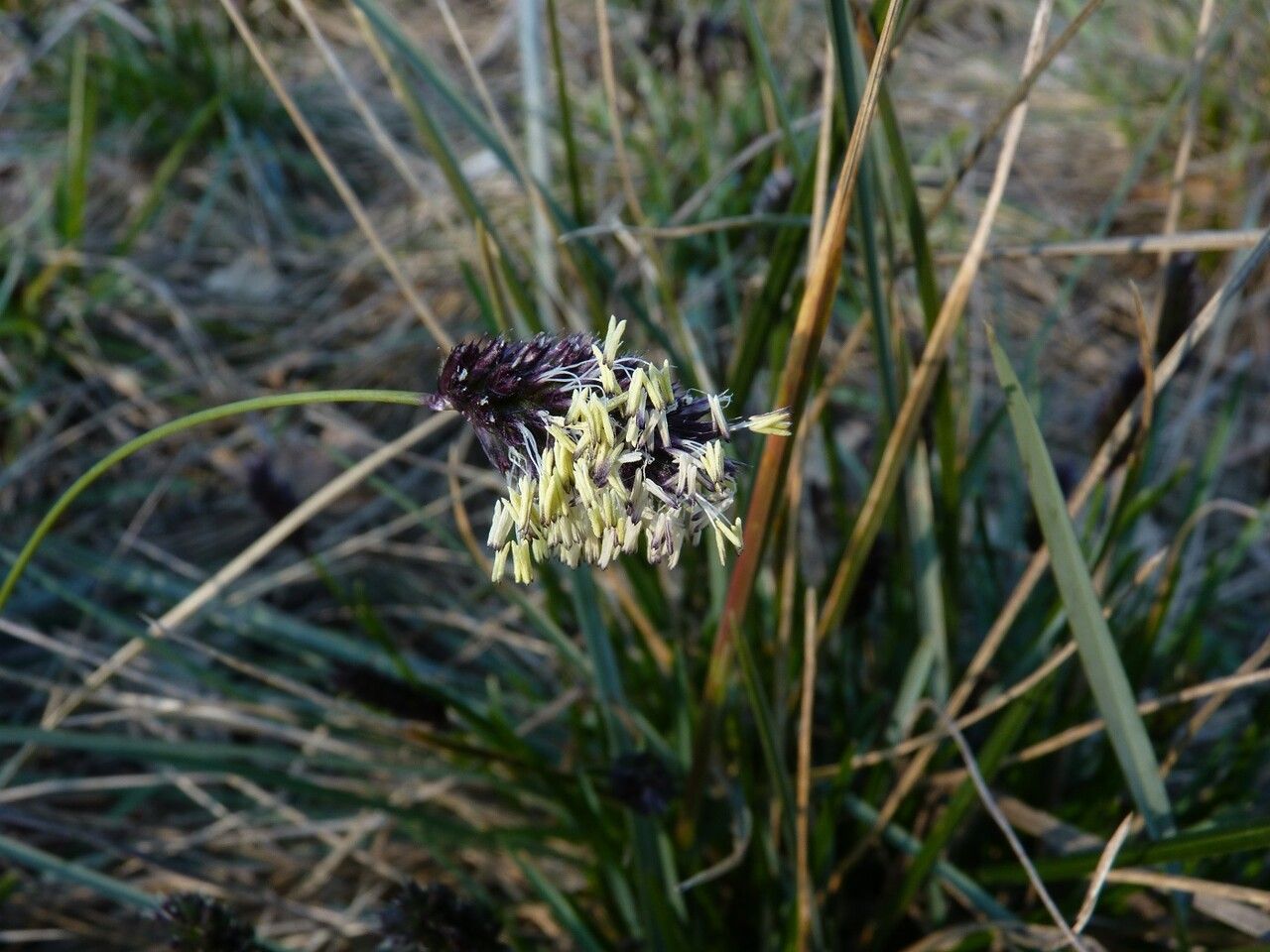 Sesleria heufleriana — houseplant care guide