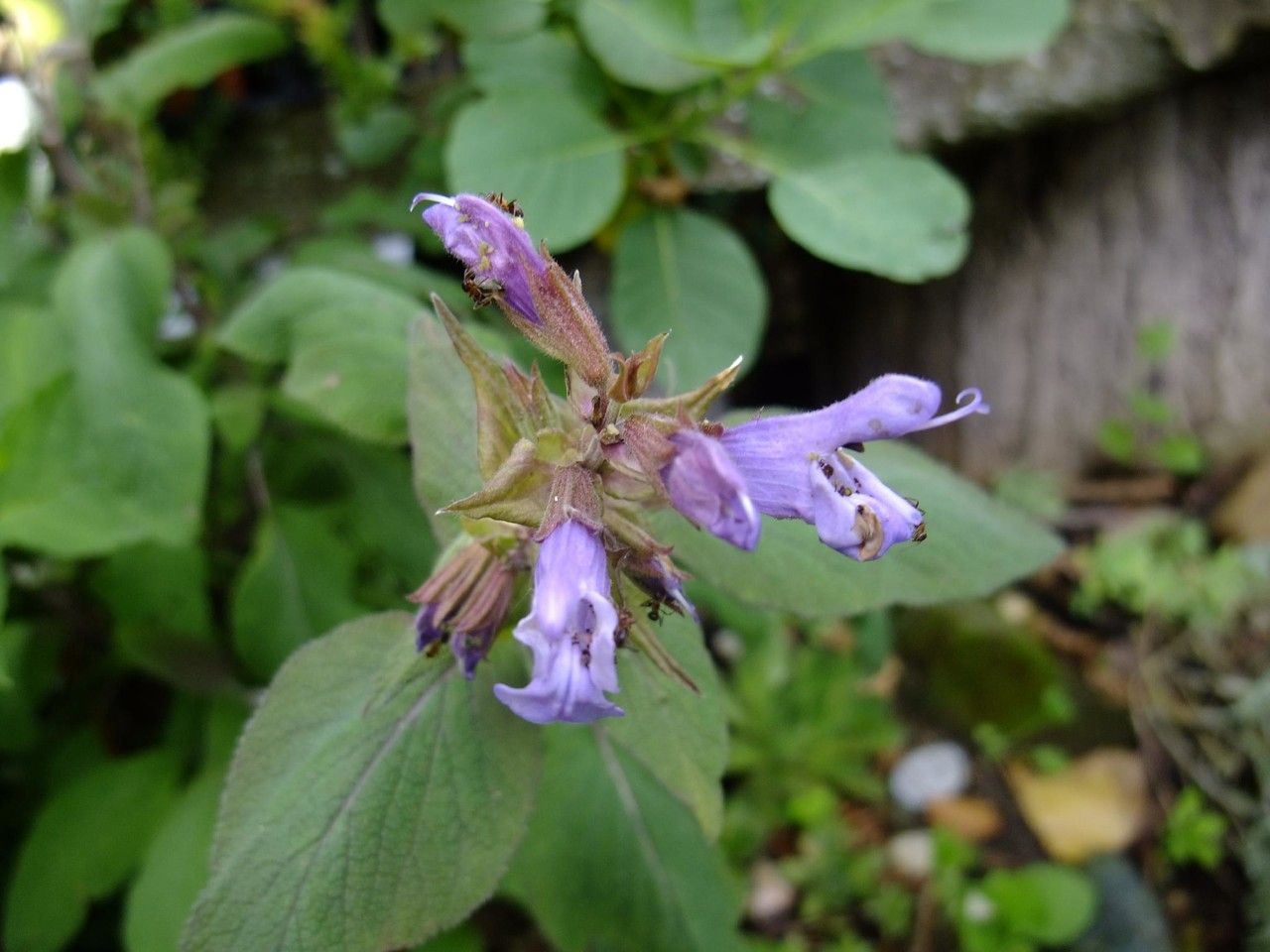 Salvia purpurea fruit