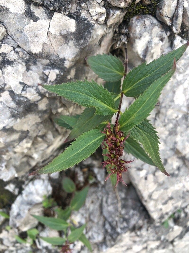 Paederota lutea leaf