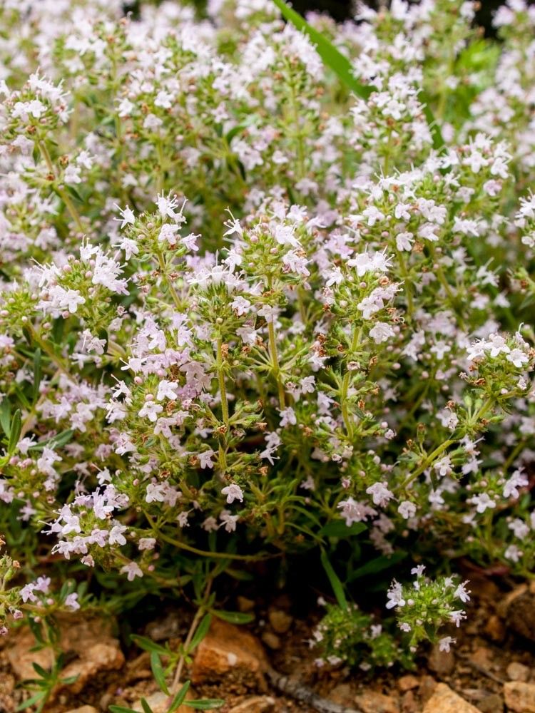 Thymus teucrioides flower