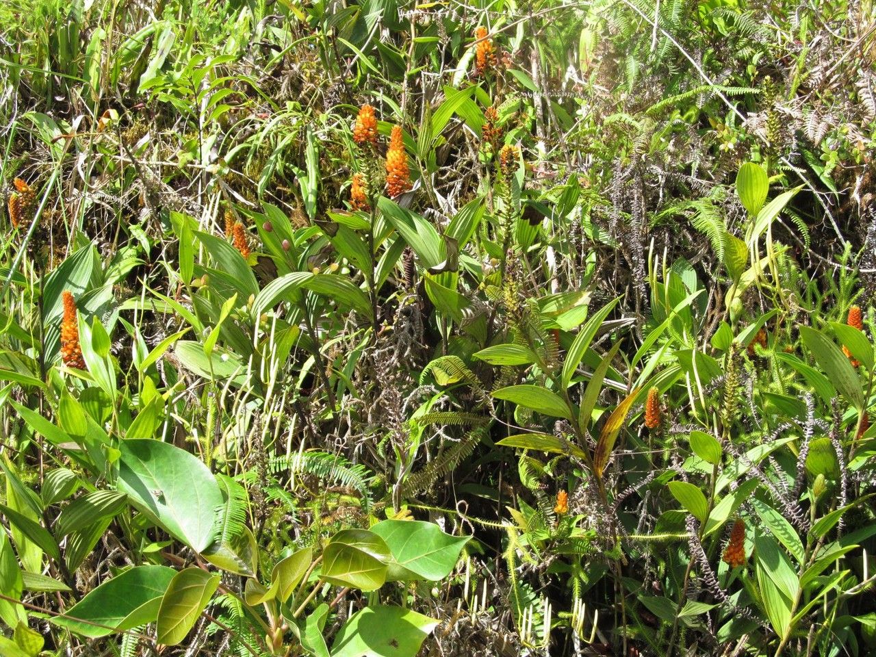 Elleanthus hymenophorus habit