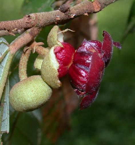 Theobroma mammosum fruit
