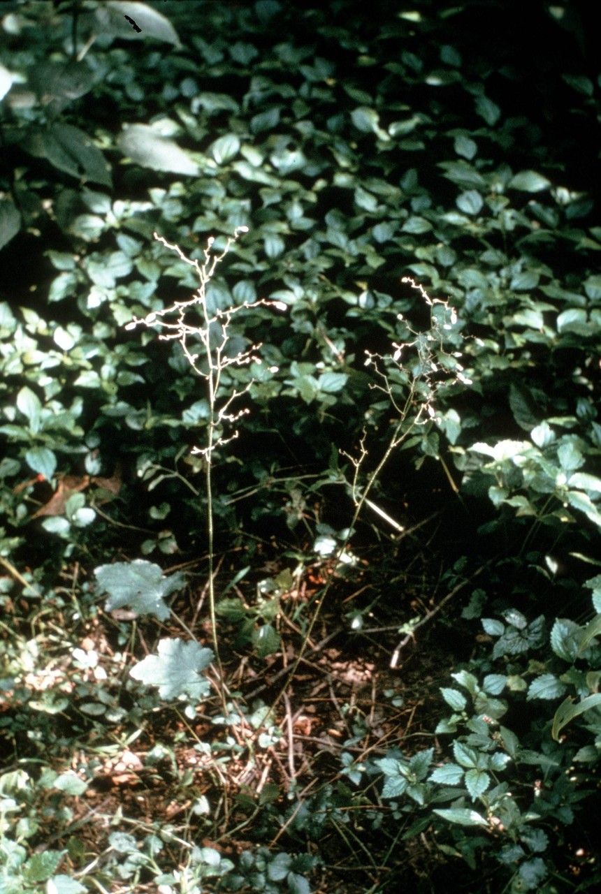 Heuchera longiflora habit