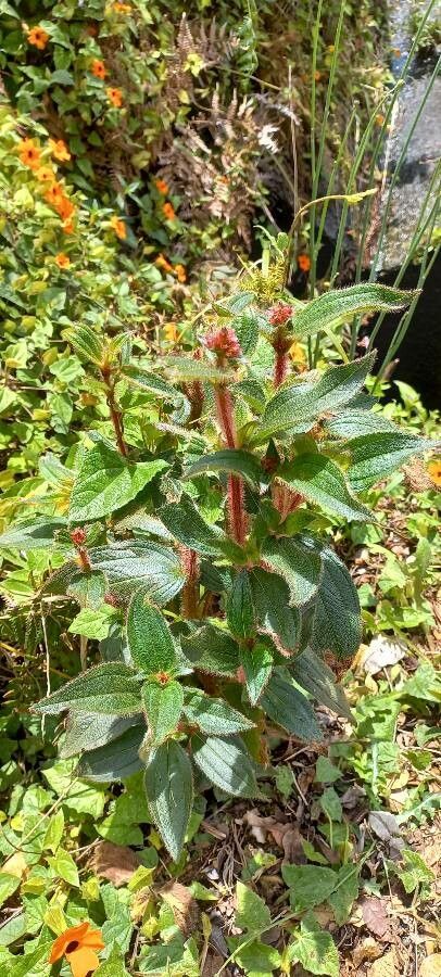 Tibouchina grossa leaf