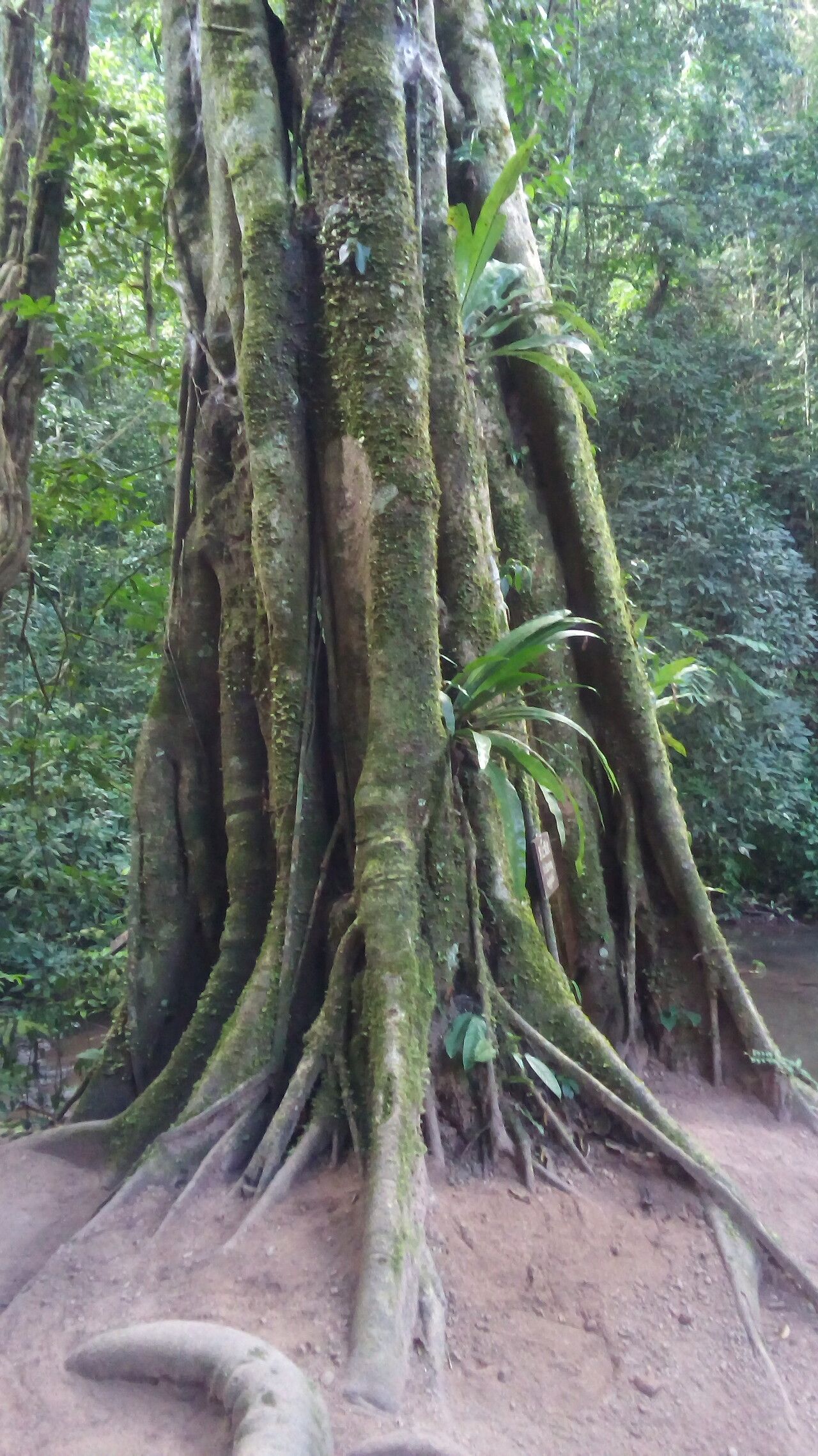 Combretum latifolium bark