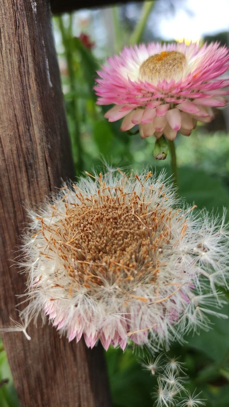Helichrysum bracteatum fruit