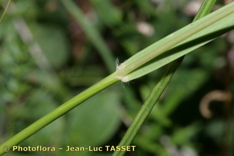 Danthonia alpina bark