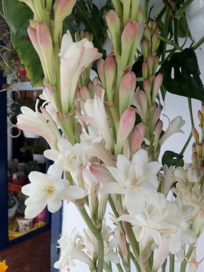 Polianthes tuberosa flower