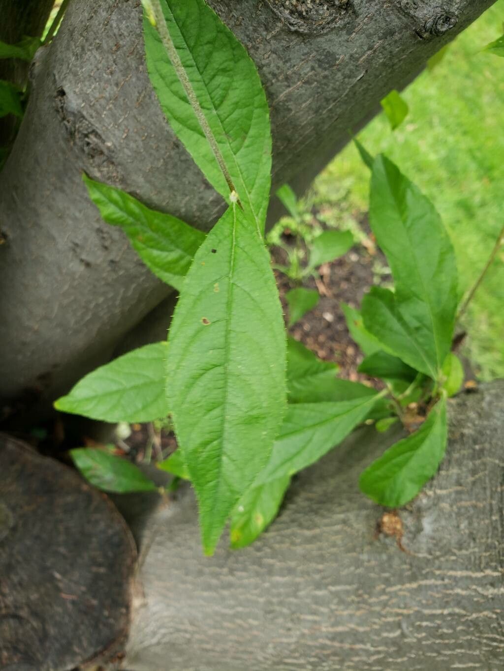 Pourthiaea arguta — related species from the same genus