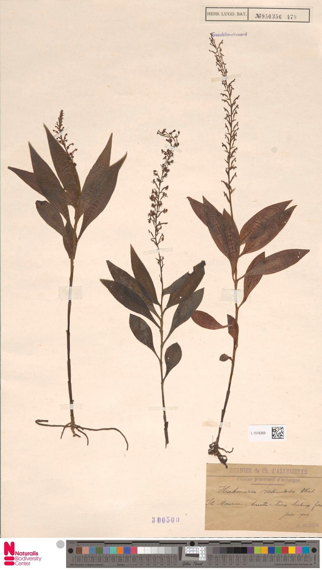 Habenaria vesiculosa — houseplant care guide