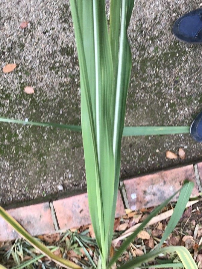 Saccharum officinarum