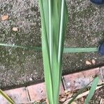 Saccharum officinarum