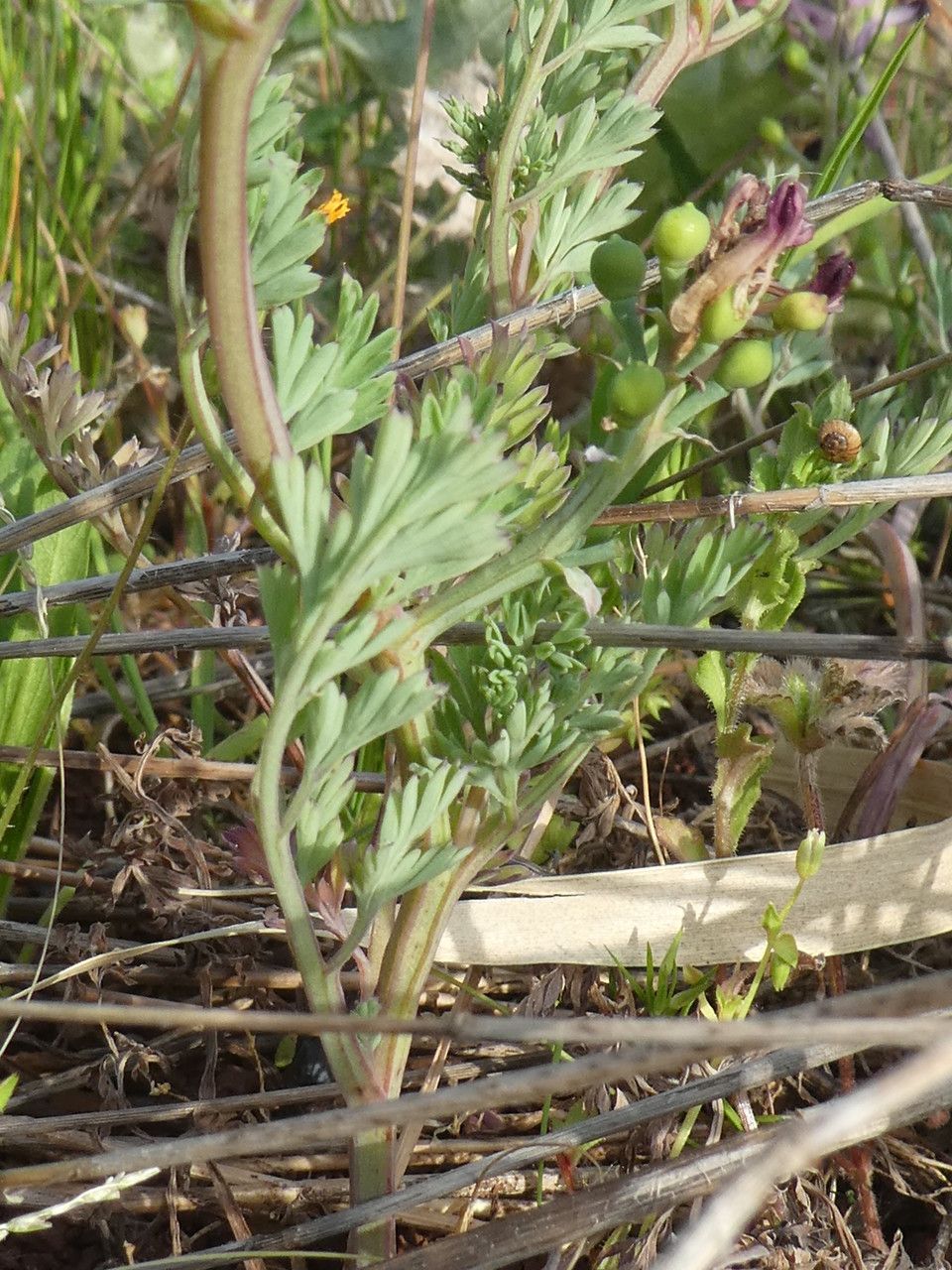 Fumaria gaillardotii leaf