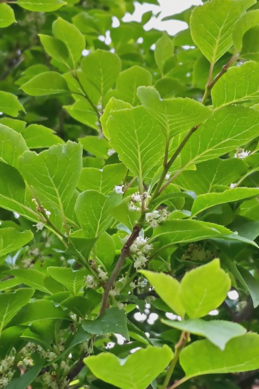 Ilex macropoda — search result for 'Ilex'