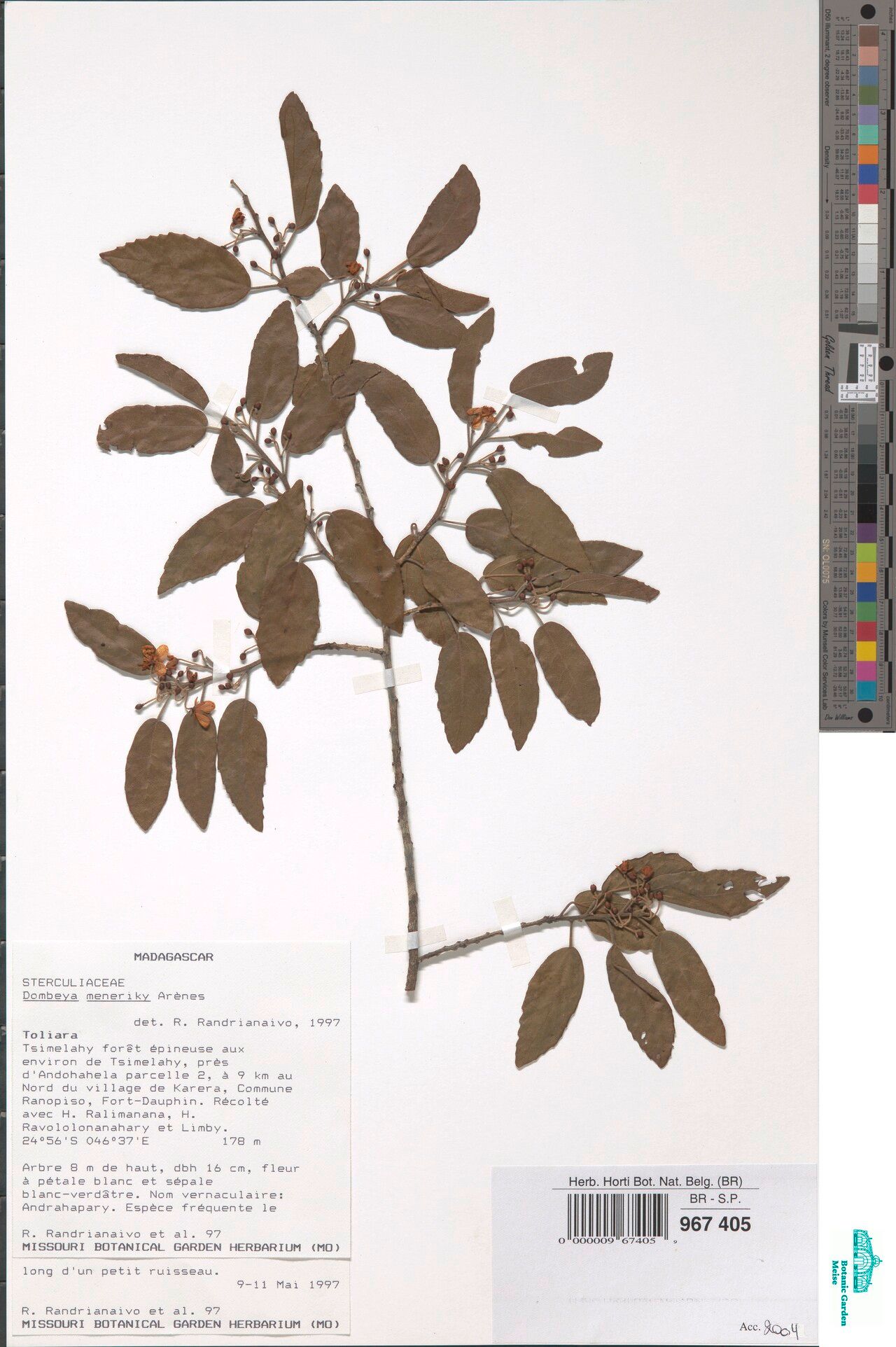 Dombeya tulearensis — houseplant care guide