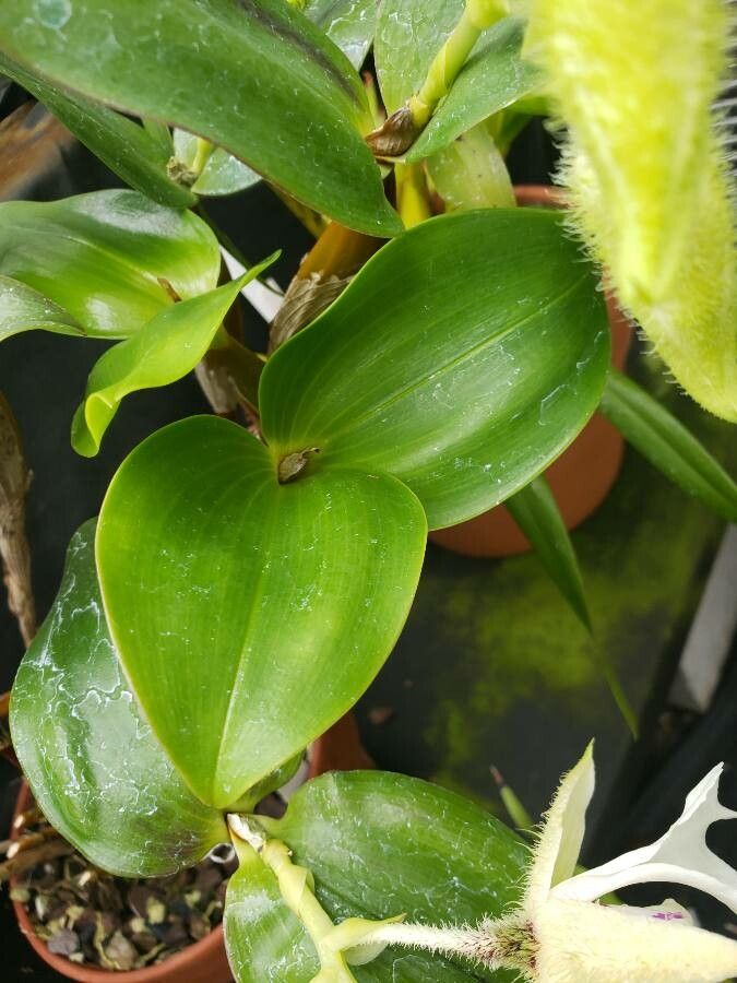 Dendrobium eximium — houseplant care guide