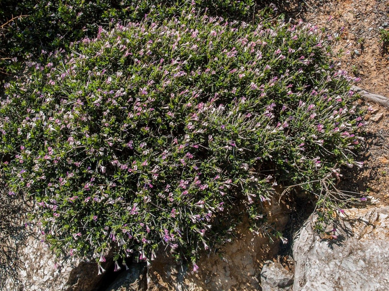 Lithodora hispidula habit