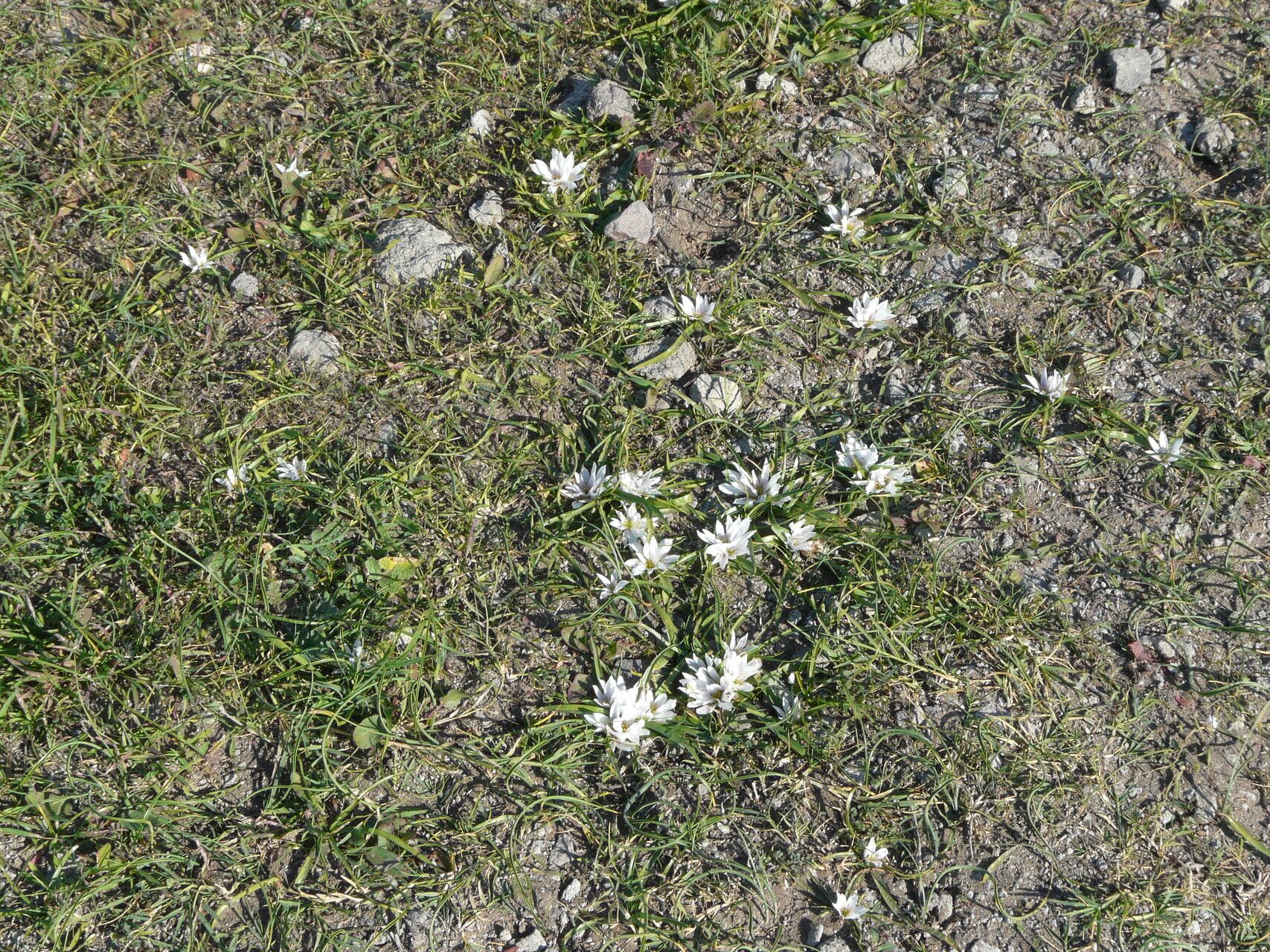 Colchicum europaeum habit