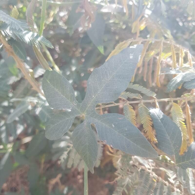 Merremia pterygocaulos leaf